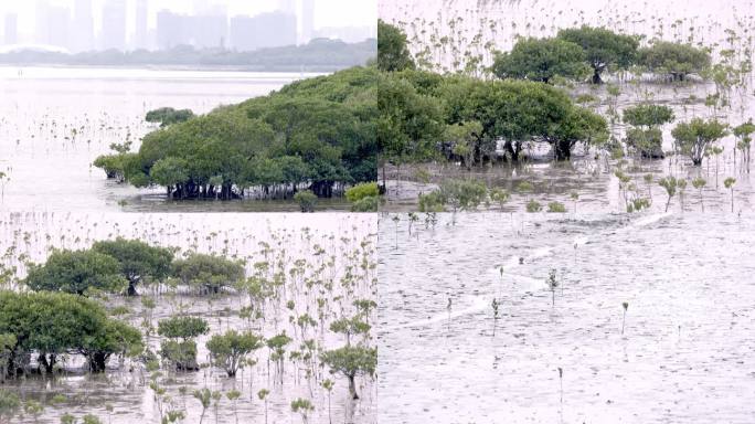 深圳红树林自然保护区滩涂鱼