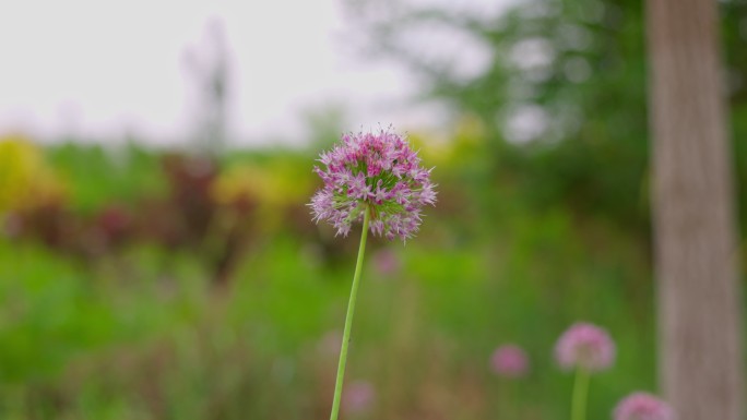 小花