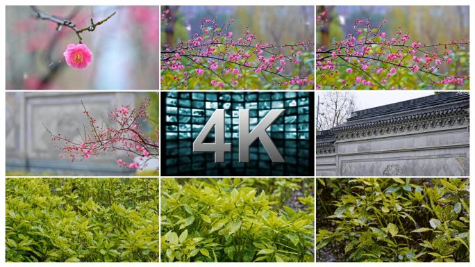 雨天梅花花叶青木