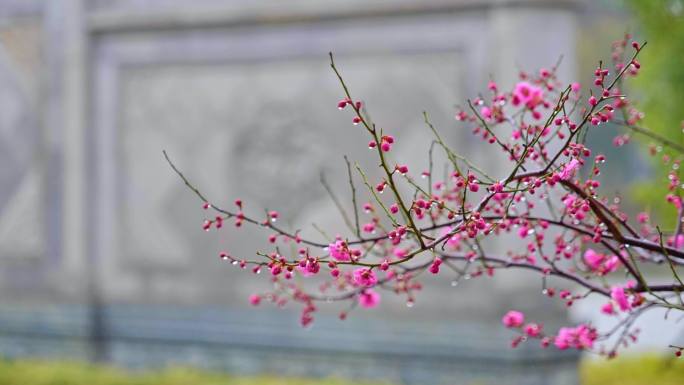 雨天梅花花叶青木