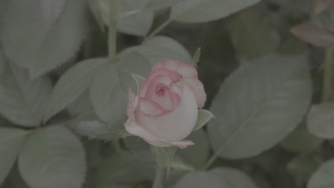 玫瑰花采摘 红玫瑰 黄玫瑰 香水玫瑰12