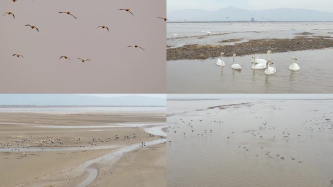 黄河湿地自然保护区大荔段候鸟回归