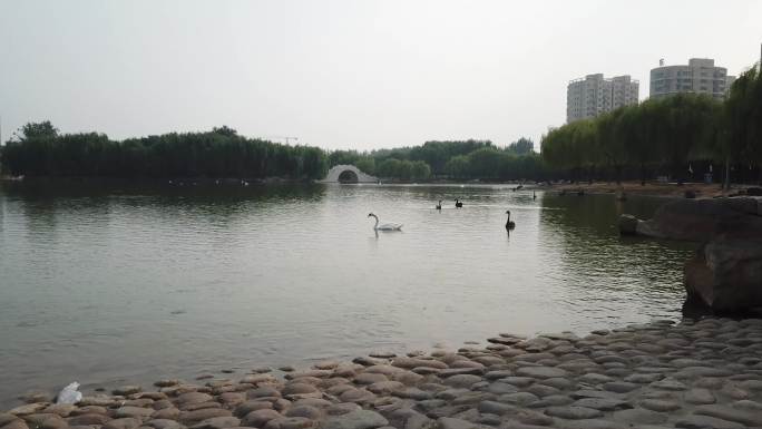 广平县公园航拍灰片4 天鹅