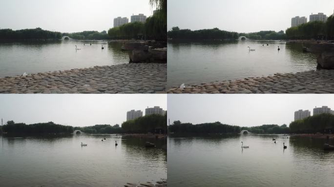 广平县公园航拍灰片4 天鹅