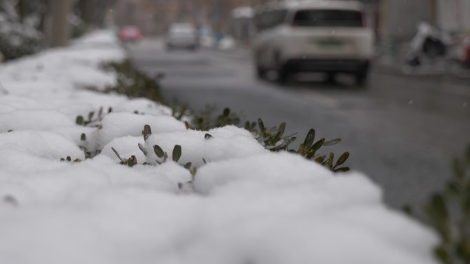 原始素材 道路花丛雪景