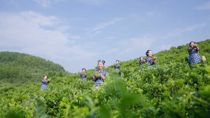 莓茶采摘