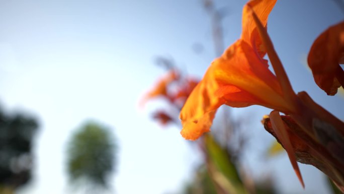 蜜蜂采蜜 花意向性镜头