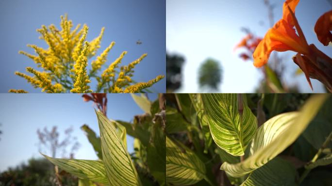 蜜蜂采蜜 花意向性镜头