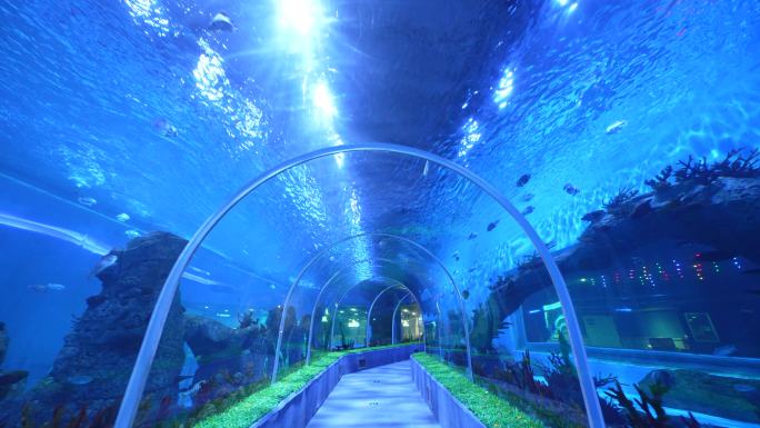 海洋馆极地世界海底隧道拍摄