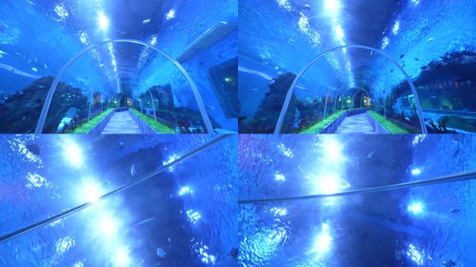 海洋馆极地世界海底隧道拍摄