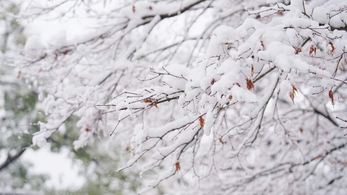 下雪积雪大雪纷飞下雪升格镜头