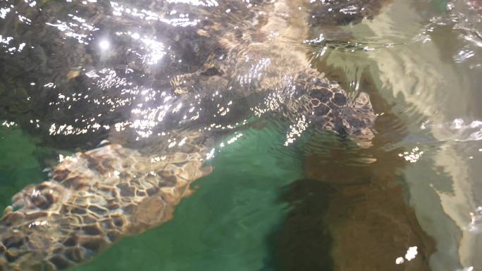 海洋馆极地世界大海龟水里觅食游玩