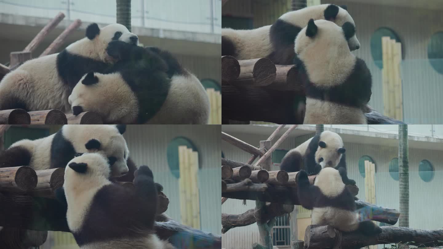 大熊猫打架