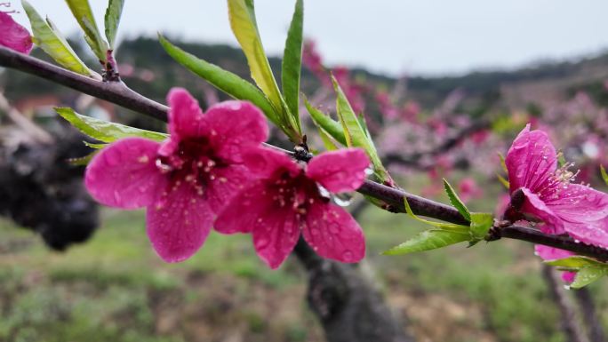 雨露桃花