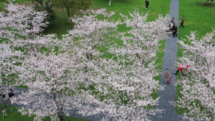 樱花长廊盘旋，春天的美景，唯美的春色