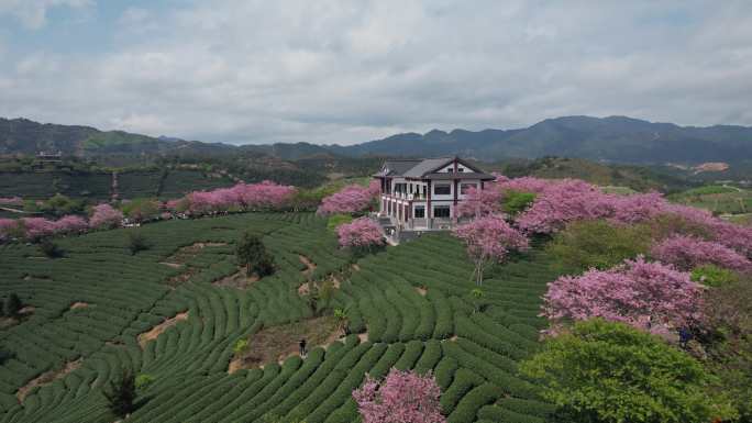 台品樱花茶园 樱花航拍