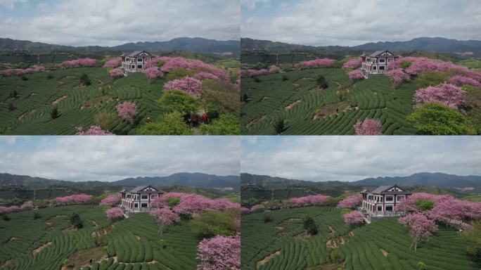 台品樱花茶园 樱花航拍