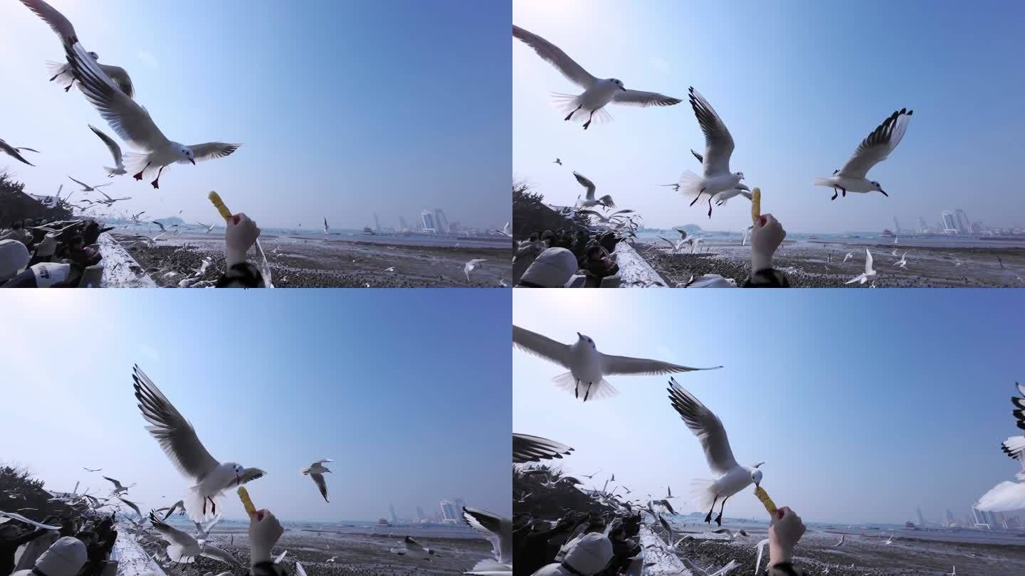 海鸥觅食争食飞行-28