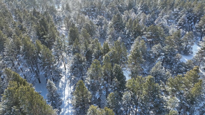 下雪时的林海雪原樟子松松林