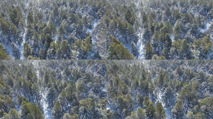 下雪时的林海雪原樟子松松林