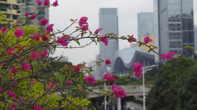 深圳城市风光街景红花宣传片