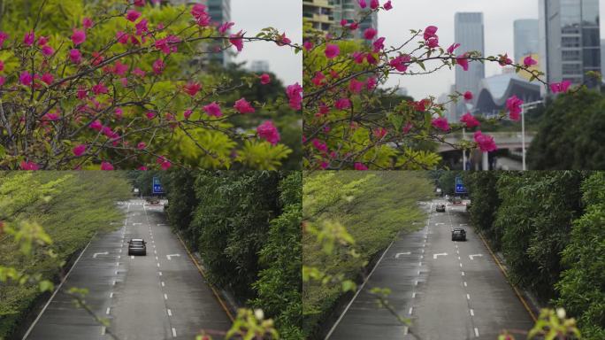 深圳城市风光街景红花宣传片