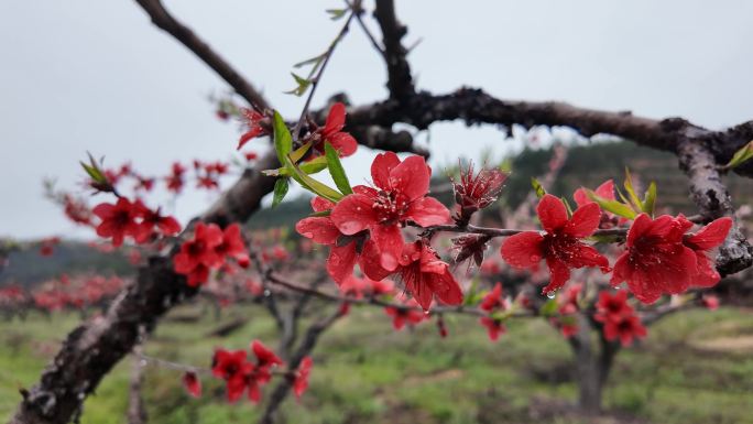 桃花雨露