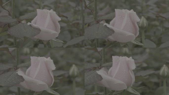 玫瑰花采摘 红玫瑰 黄玫瑰 香水玫瑰5