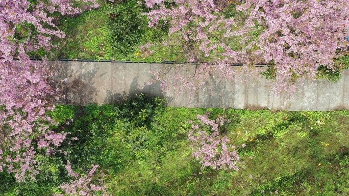 航拍重庆北碚区澄江镇五一村樱花橘香赏春光