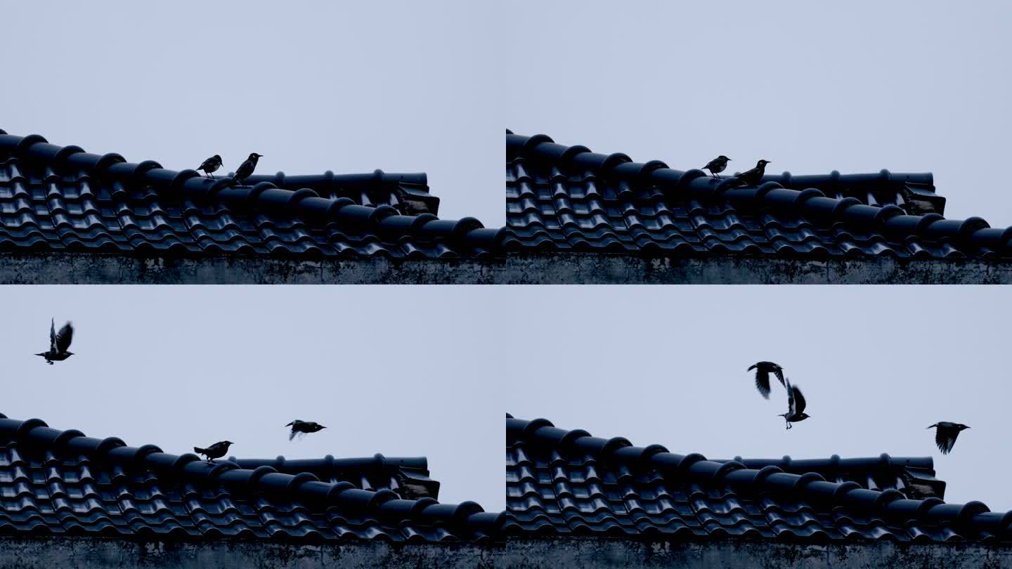 屋檐上的小鸟燕子瞬间展翅起飞