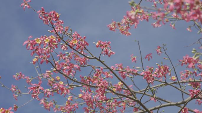 异木棉花