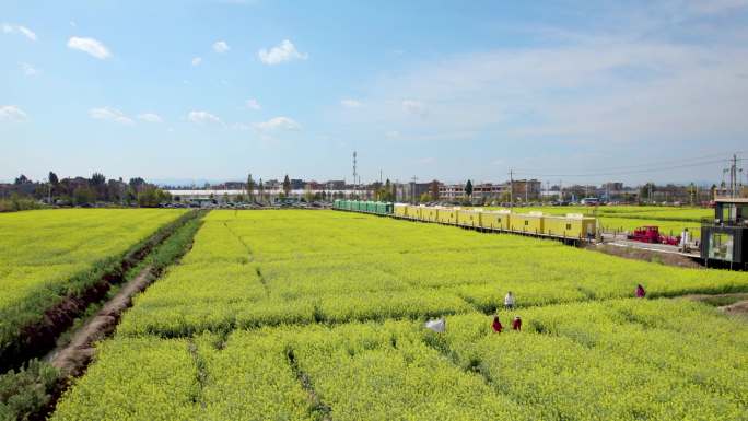 云南昆明沙堤村油菜花田航拍