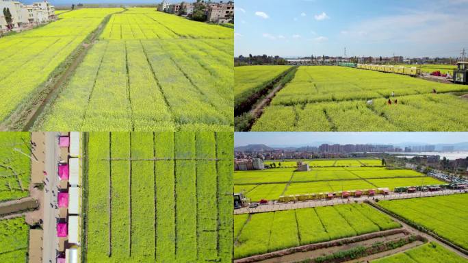 云南昆明沙堤村油菜花田航拍