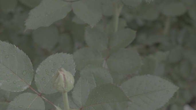 玫瑰花采摘 红玫瑰 黄玫瑰 香水玫瑰18