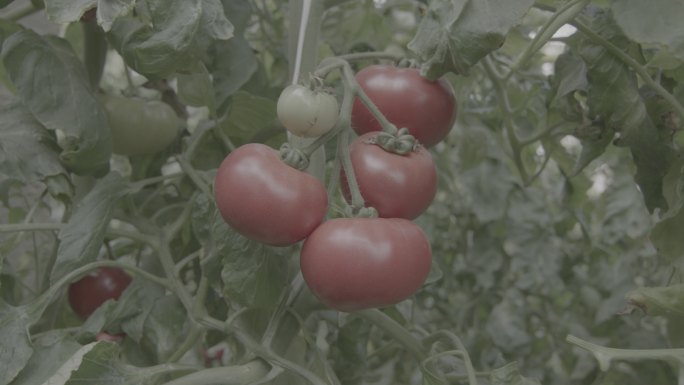 大棚西红柿1 灰片