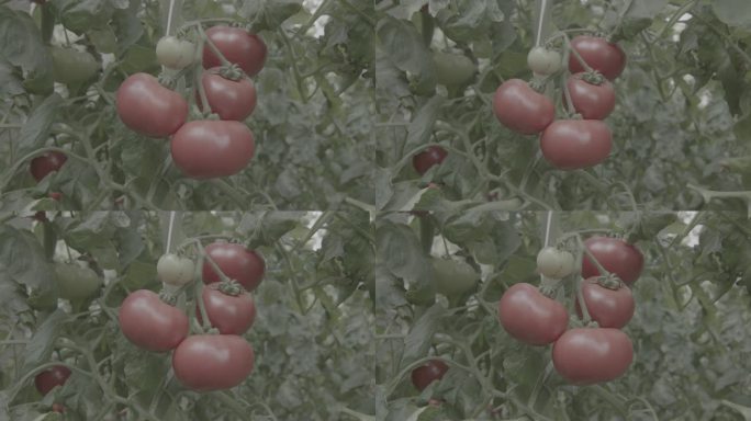 大棚西红柿1 灰片