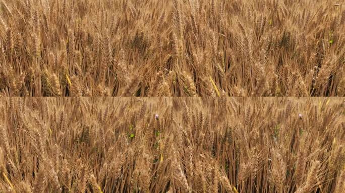 大片的金黄麦穗