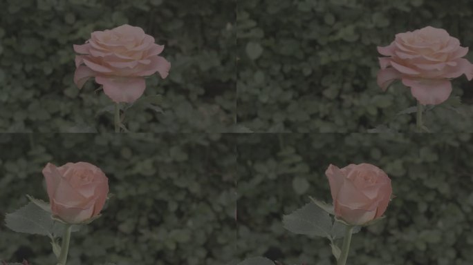 玫瑰花采摘 红玫瑰 黄玫瑰 香水玫瑰9