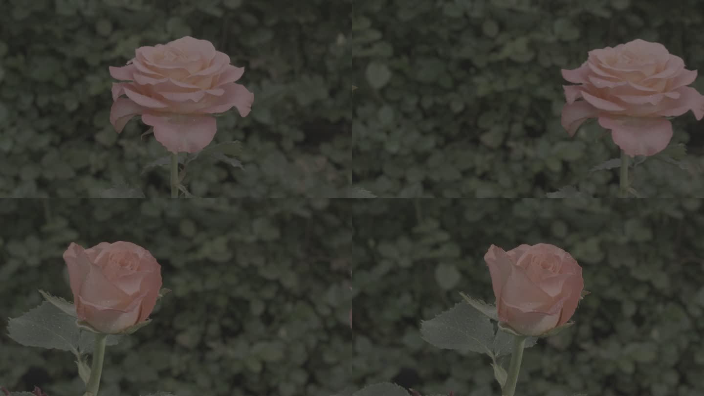 玫瑰花采摘 红玫瑰 黄玫瑰 香水玫瑰9