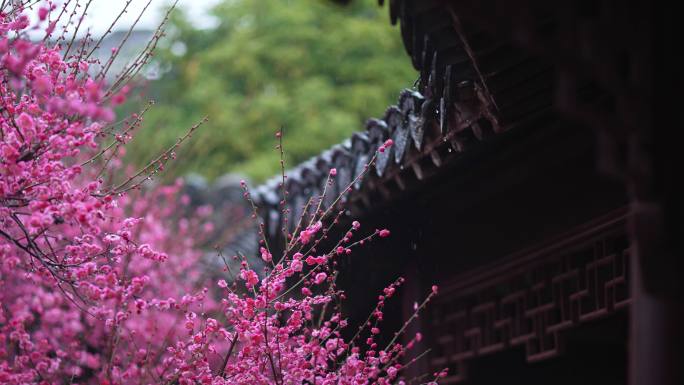 梅花在春雨中盛开