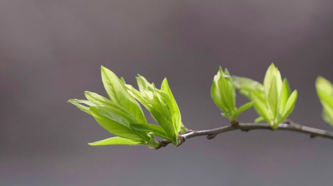 绿芽植物发芽蜜蜂采蜜