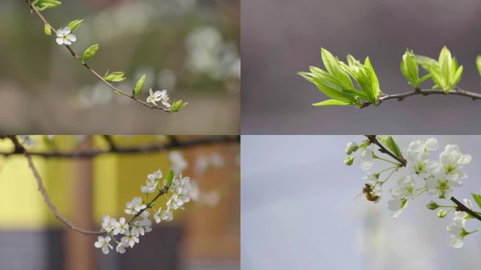 绿芽植物发芽蜜蜂采蜜