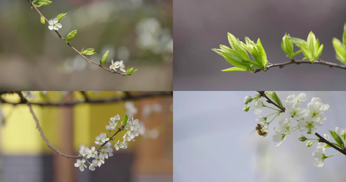 绿芽植物发芽蜜蜂采蜜