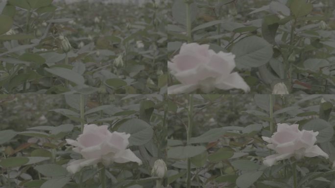 玫瑰花采摘 红玫瑰 黄玫瑰 香水玫瑰3