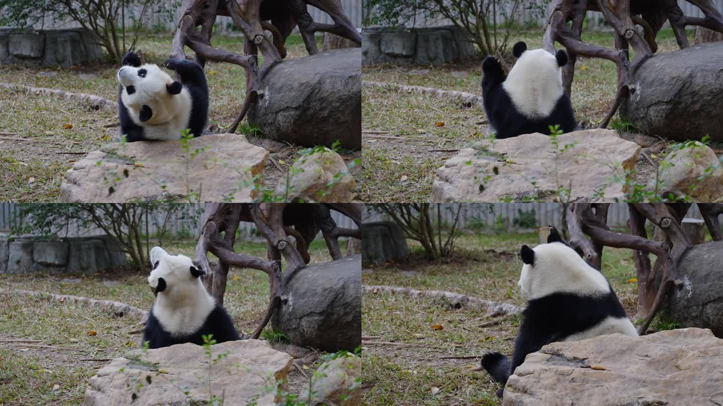 2024广州动物园游览游客大熊猫雅一