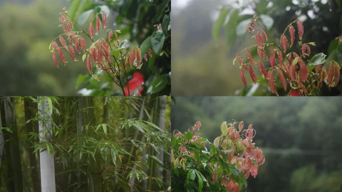 下雨天多段雨天植物镜头