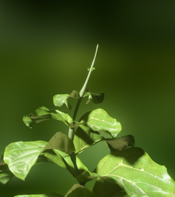 植物生长动画