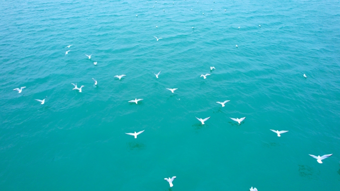 海鸥海鸟 海上鸟群