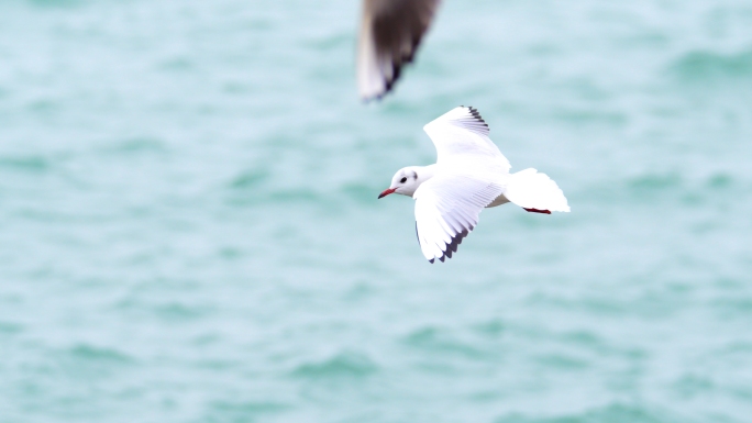 海鸥海鸟 海上鸟群