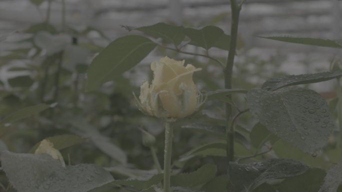 玫瑰花采摘 红玫瑰 黄玫瑰 香水玫瑰13